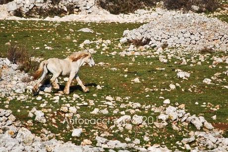 Trekking sul Gargano: la Valle di Vituro a San Marco in Lamis