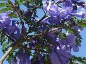 L’albero blu: jacaranda