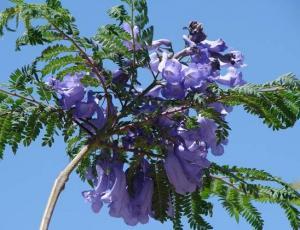 L’ALBERO BLU: JACARANDA