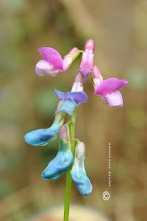 Lathyrus vernus, (L.) Bernh. 1800) - Cicerchia primaticcia