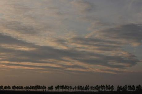 the checkered sea - Vercelli's rice field