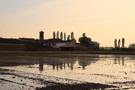 the checkered sea - Vercelli's rice field