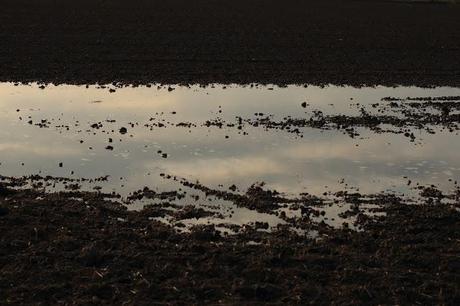 the checkered sea - Vercelli's rice field