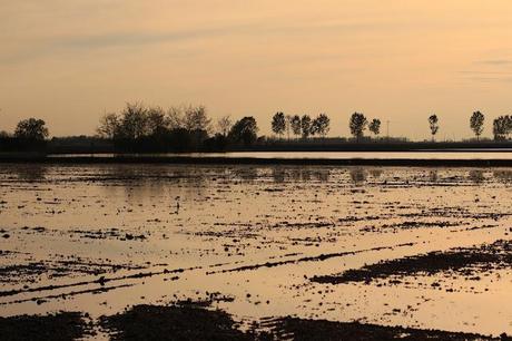 the checkered sea - Vercelli's rice field