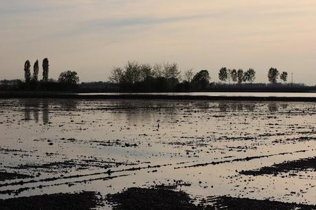 the checkered sea - Vercelli's rice field