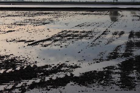 the checkered sea - Vercelli's rice field