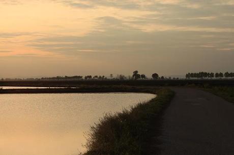 the checkered sea - Vercelli's rice field