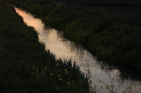 the checkered sea - Vercelli's rice field