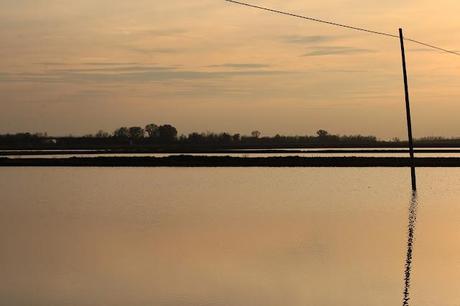 the checkered sea - Vercelli's rice field