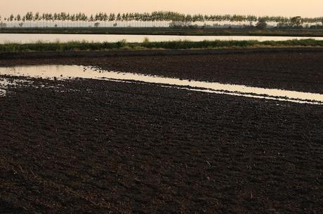 the checkered sea - Vercelli's rice field