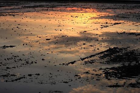 the checkered sea - Vercelli's rice field