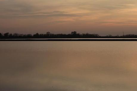 the checkered sea - Vercelli's rice field