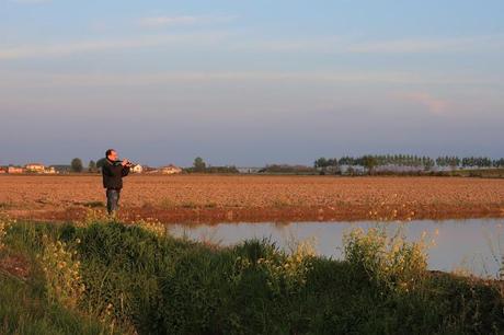 the checkered sea - Vercelli's rice field