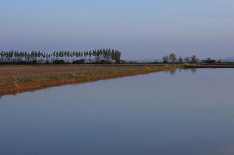 the checkered sea - Vercelli's rice field