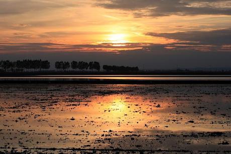 the checkered sea - Vercelli's rice field