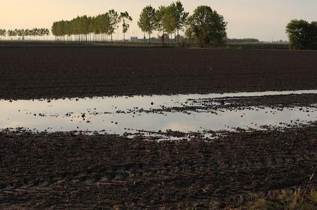 the checkered sea - Vercelli's rice field