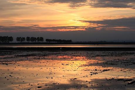 the checkered sea - Vercelli's rice field