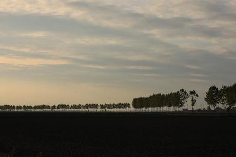 the checkered sea - Vercelli's rice field