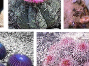 Echinocactus Famiglia Cactaceae