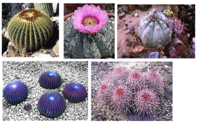 Echinocactus - Famiglia Cactaceae