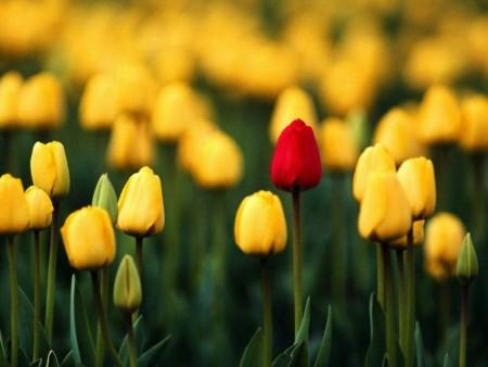 Anche i tulipani perdono i petali