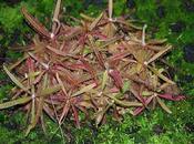 Piante carnivore: Drosera