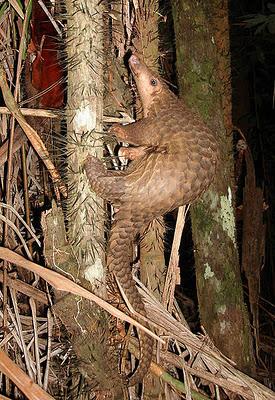 Ubuntu 12.04 LTS Precise Pangolin: tutte le novità e la roadmap completa.