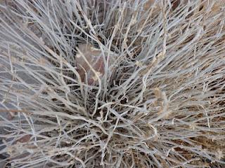 NESSUNO SA.Nessuno sa, perché scrivo.nessuno sa veramente...