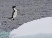 Pinguini sfruttano bolle "volare" acqua