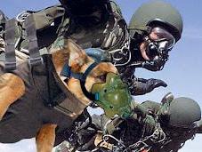 Animali guerra