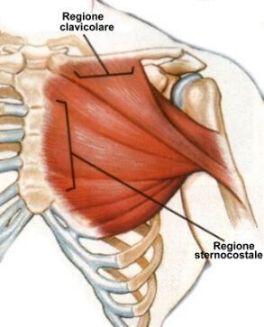 Dolore alla caviglia e stanchezza alle gambe: ecco come il trattamento di un muscolo , attiva un riequilibrio generale dell’organismo!