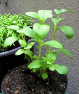 Stevia tutta da coltivare!