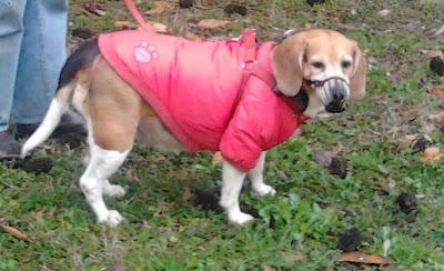 Oggi è il compleanno di Brenda: un cane sotto estorsione!