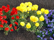 Google celebra Giorno della Terra doodle