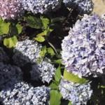 fiori di ortensie blu