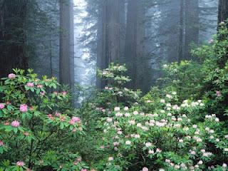 Redwoods_and_Blooming_Rhododendrons_California.jpg imm.