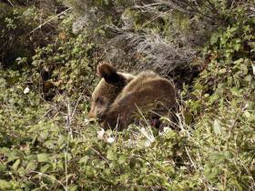 Orso investito e ucciso sulla statale del Brennero a Ponte Gardena