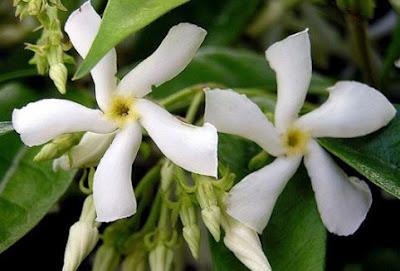 Il gelsomino - genere jasminum