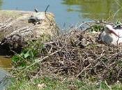 Passeggiata nell’oasi visita nido della cicogna