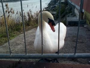 Pochi giorni fa è stato trovato morto un cigno nell'oasi del Roya a Ventimiglia. Si cerca la causa.