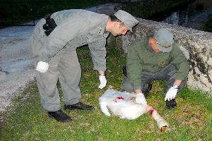 Pochi giorni fa è stato trovato morto un cigno nell'oasi del Roya a Ventimiglia. Si cerca la causa.