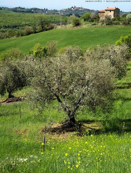 FattoriaLaMaliosa & TermeDiSaturnia: Perle di Maremma