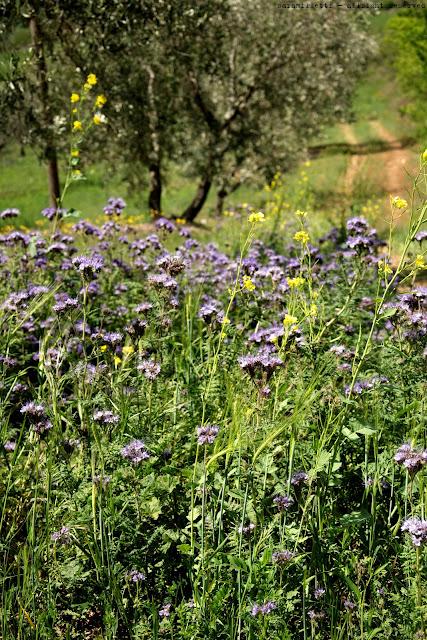 FattoriaLaMaliosa & TermeDiSaturnia: Perle di Maremma