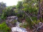 Bushwalk in Sydney National Park