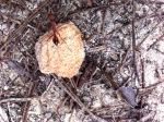 Bushwalk in Sydney National Park