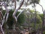 Bushwalk in Sydney National Park