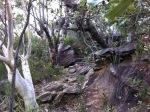 Bushwalk in Sydney National Park