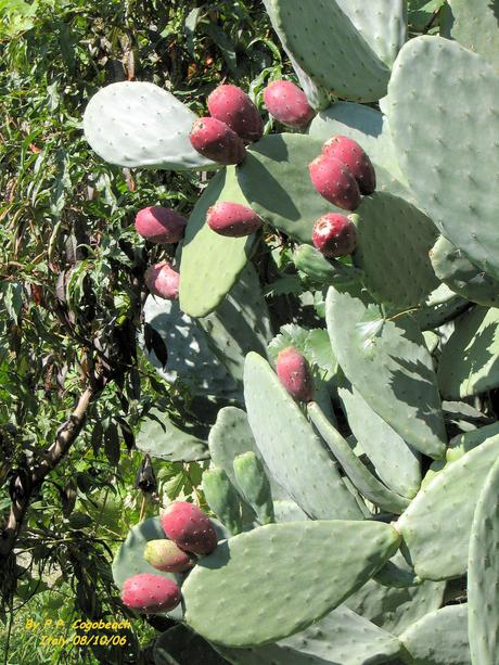 Il colore rosso: la cocciniglia