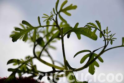 altri vasi recuperati - more upcycled pots