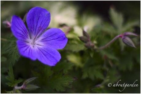 declinazioni in viola